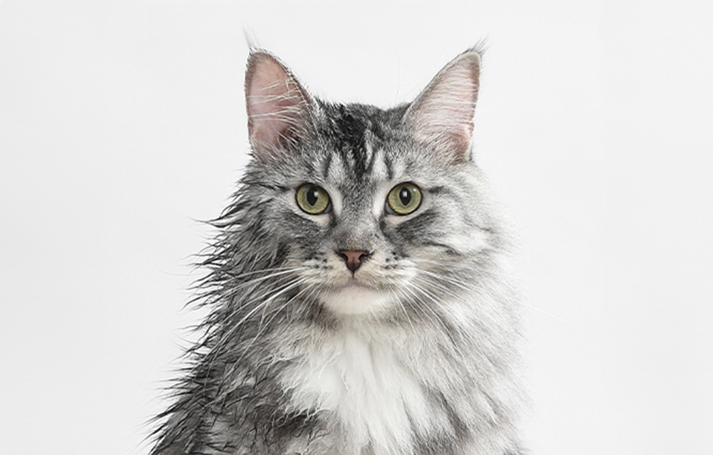 Catlink Luxury kisállat szárító 8