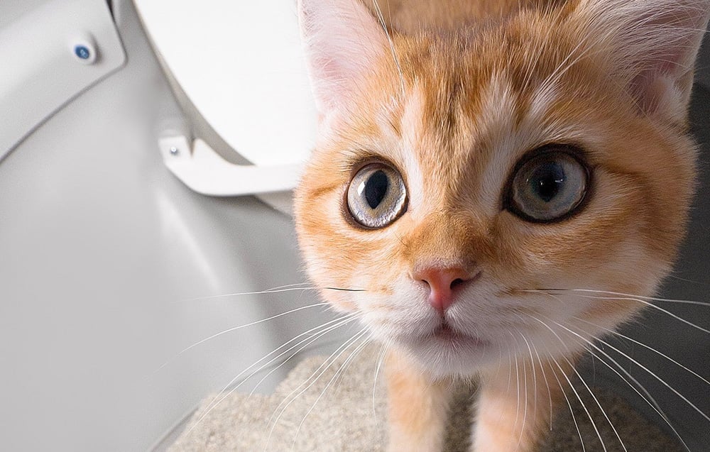 Catlink Scooper Pro Ultra okos, öntisztító macskatoalett 5