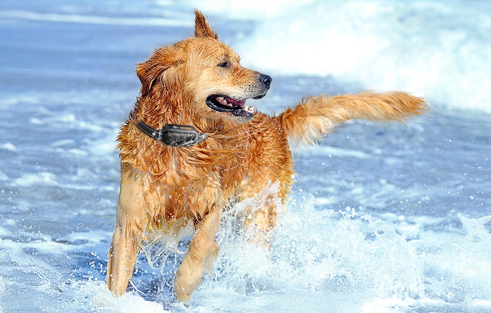 RojecoPD521 1000m kutyakiképző nyakörv 2 nyakörvvel (fekete) 2